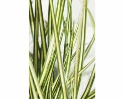 FLORASELF Carex Oshimensis 'Evergold' Potmaat Ø 14.0 Cm H 5-30 Cm -FLORASELF Verkoop DV 8 5093951 01 4c DE 20210113091658