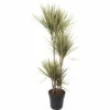 FLORASELF Drakenbloedboom Dracena Marginata Bicolor Potmaat Ø 17 Cm H 85 Cm -FLORASELF Verkoop DV 8 5168447 01 4c DE 20220212012457