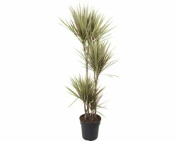 FLORASELF Drakenbloedboom Dracena Marginata Bicolor Potmaat Ø 17 Cm H 85 Cm