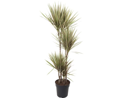 FLORASELF Drakenbloedboom Dracena Marginata Bicolor Potmaat Ø 17 Cm H 85 Cm 3 FLORASELF Drakenbloedboom Dracena Marginata Bicolor Potmaat Ø 17 Cm H 85 Cm