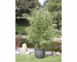 FLORASELF Bamboe Fargesia Murielae 'Jumbo' Potmaat Ø 23 Cm H 50-60 Cm