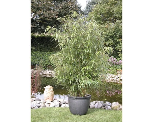 FLORASELF Bamboe Fargesia Murielae 'Jumbo' Potmaat Ø 23 Cm H 50-60 Cm 3 FLORASELF Bamboe Fargesia Murielae 'Jumbo' Potmaat Ø 23 Cm H 50-60 Cm