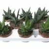 FLORASELF Aloe Potmaat Ø 10,0 Cm H 15-20 Cm 2 FLORASELF Aloe Potmaat Ø 10,0 Cm H 15-20 Cm -FLORASELF Verkoop DV 8 5220311 02 4c DE 20170711190352