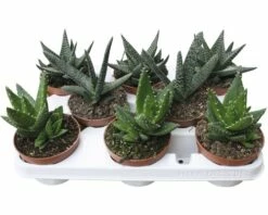 FLORASELF Aloe Potmaat Ø 10,0 Cm H 15-20 Cm