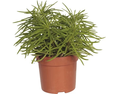 FLORASELF Kruiskruid Senecio Himalaya Potmaat Ø 10.5 Cm H 15-20 Cm 4 FLORASELF Kruiskruid Senecio Himalaya Potmaat Ø 10.5 Cm H 15-20 Cm - Afbeelding 2