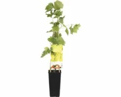FLORASELF Druif Vitis Vinifera Bianca Potmaat Ø 10 Cm Wit