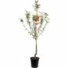 FLORASELF Kersenboom Prunus Cerasus Morel Ø24 Cm Rood -FLORASELF Verkoop DV 8 5236311 01 4c NL 20170609204410