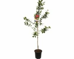 FLORASELF Pruimenboom Prunus Domestica Opal Ø24 Cm Blauw