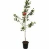 FLORASELF Pruim Prunus Domestica 'Opal' Ø 18 Cm -FLORASELF Verkoop DV 8 5236337 01 4c NL 20200623094659