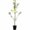 FLORASELF Pruimenboom Prunus R.c. Oullins -FLORASELF Verkoop DV 8 5236338 01 4c NL 20170609204339
