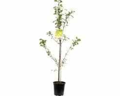 FLORASELF Pruimenboom Prunus R.c. Oullins