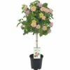 FLORASELF Wisselbloem Lantana Camara Potmaat Ø 19 Cm H 40-60 Cm 1 FLORASELF Wisselbloem Lantana Camara Potmaat Ø 19 Cm H 40-60 Cm -FLORASELF Verkoop DV 8 5496733 01 4c DE 20170411213136