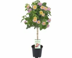 FLORASELF Wisselbloem Lantana Camara Potmaat Ø 19 Cm H 40-60 Cm