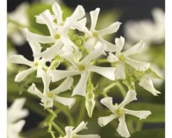 FLORASELF® Sterjasmijn Trachelosperum 'jasminoides' Potmaat Ø16 Cm