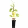 FLORASELF Druif Vitis Vinifera Himrod Potmaat Ø 10 Cm Wit
