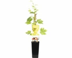 FLORASELF Druif Vitis Vinifera Himrod Potmaat Ø 10 Cm Wit