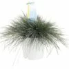 FLORASELF Blauw Schapengras Festuca Glauca 'Intense Blue' Potmaat Ø 23 Cm H 15 - 30 Cm -FLORASELF Verkoop DV 8 5520632 01 4c DE 20210609104650