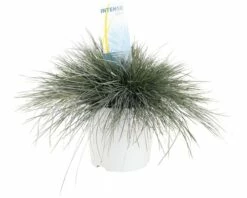 FLORASELF Blauw Schapengras Festuca Glauca 'Intense Blue' Potmaat Ø 23 Cm H 15 - 30 Cm