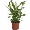 FLORASELF Lepelplant Spathiphyllum Potmaat Ø 7 Cm H 20-25 Cm