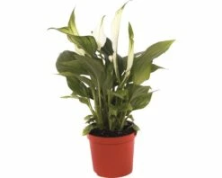 FLORASELF Lepelplant Spathiphyllum Potmaat Ø 7 Cm H 20-25 Cm -FLORASELF Verkoop DV 8 5520673 03 4c NL 20170630101635