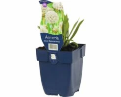 FLORASELF Engels Gras Armeria Pseud. 'ballerina White' Ø 11 Cm