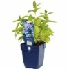 FLORASELF Kattenkruid Nepeta Subsessilis Potmaat Ø 11.0 Cm H 5-120 Cm -FLORASELF Verkoop DV 8 5527790 01 4c DE 20191216051652