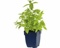 FLORASELF Kattenkruid Nepeta Subsessilis Potmaat Ø 11.0 Cm H 5-120 Cm -FLORASELF Verkoop DV 8 5527790 02 4c DE 20191214211659