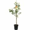 FLORASELF Abrikozenboom Prunus Armeniaca Ø24 Cm Geel -FLORASELF Verkoop DV 8 5527792 01 4c NL 20170609203223