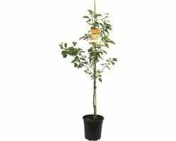 FLORASELF Abrikozenboom Prunus Armeniaca Ø24 Cm Geel
