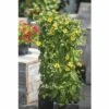 FLORASELF Suzanne Met De Mooie Ogen Thunbergia Alata Potmaat Ø 19 Cm H 70-75 Cm -FLORASELF Verkoop DV 8 5530461 02 4c DE 20170926005638