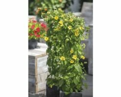 FLORASELF Suzanne Met De Mooie Ogen Thunbergia Alata Potmaat Ø 19 Cm H 70-75 Cm