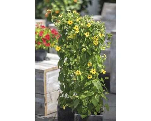 FLORASELF Suzanne Met De Mooie Ogen Thunbergia Alata Potmaat Ø 19 Cm H 70-75 Cm 3 FLORASELF Suzanne Met De Mooie Ogen Thunbergia Alata Potmaat Ø 19 Cm H 70-75 Cm