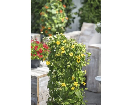 FLORASELF Suzanne Met De Mooie Ogen Thunbergia Alata Potmaat Ø 19 Cm H 70-75 Cm 4 FLORASELF Suzanne Met De Mooie Ogen Thunbergia Alata Potmaat Ø 19 Cm H 70-75 Cm - Afbeelding 2