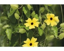 FLORASELF Suzanne Met De Mooie Ogen Thunbergia Alata Potmaat Ø 19 Cm H 70-75 Cm 7 FLORASELF Suzanne Met De Mooie Ogen Thunbergia Alata Potmaat Ø 19 Cm H 70-75 Cm -FLORASELF Verkoop DV 8 5530461 04 4c DE 20170926005754