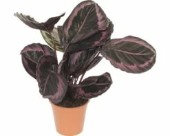 FLORASELF Calathea Surprisestar Ø14 Cm H20 Cm