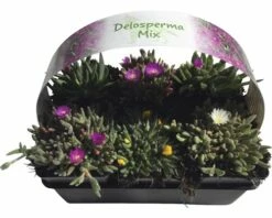 FLORASELF® Delosperma Mix 6-pack -FLORASELF Verkoop DV 8 5548562 01 4c CH 20220411154753