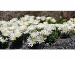 FLORASELF® Delosperma Mix 6-pack -FLORASELF Verkoop DV 8 5548562 02 4c CH 20171010171539