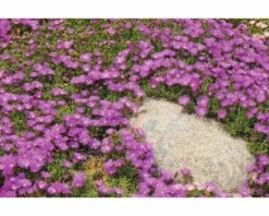 FLORASELF® Delosperma Mix 6-pack -FLORASELF Verkoop DV 8 5548562 04 4c CH 20171010171628