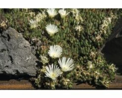FLORASELF® Delosperma Mix 6-pack -FLORASELF Verkoop DV 8 5548562 05 4c CH 20171010171652