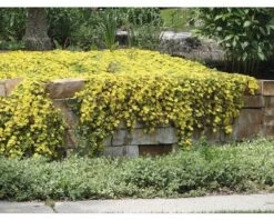 FLORASELF® Delosperma Mix 6-pack -FLORASELF Verkoop DV 8 5548562 06 4c CH 20171010171717