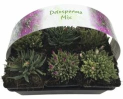 FLORASELF® Delosperma Mix 6-pack -FLORASELF Verkoop DV 8 5548562 09 4c DE 20220411154753