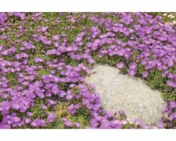 FLORASELF® Delosperma Mix 6-pack -FLORASELF Verkoop DV 8 5548562 10 4c DE 20171010172231