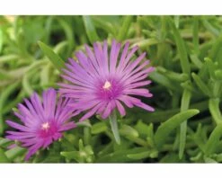 FLORASELF® Delosperma Mix 6-pack -FLORASELF Verkoop DV 8 5548562 13 4c DE 20171010172347