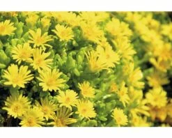 FLORASELF® Delosperma Mix 6-pack -FLORASELF Verkoop DV 8 5548562 14 4c DE 20171010172544