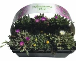 FLORASELF® Delosperma Mix 6-pack -FLORASELF Verkoop DV 8 5548562 15 4c DE 20220411154753