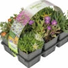 FLORASELF® Delosperma Mix 6-pack -FLORASELF Verkoop DV 8 5548562 16 4c DE 20220411154753