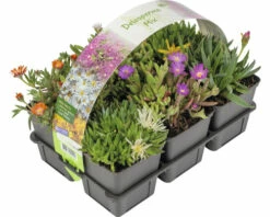 FLORASELF® Delosperma Mix 6-pack