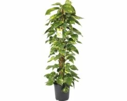 FLORASELF Scindapsus Mosstam Ø24 Cm H120 Cm