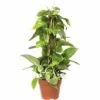 FLORASELF Drakenklimop Scindapsus Aureum Potmaat Ø 15.0 Cm H 60-65 Cm -FLORASELF Verkoop DV 8 5591523 01 4c DE 20151103181444