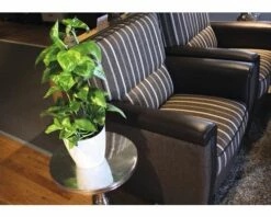 FLORASELF Drakenklimop Scindapsus Aureum Potmaat Ø 15.0 Cm H 60-65 Cm -FLORASELF Verkoop DV 8 5591523 02 4c DE 20151102181529